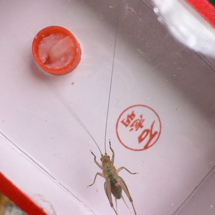 蟋蟀漂亮大个合适好看