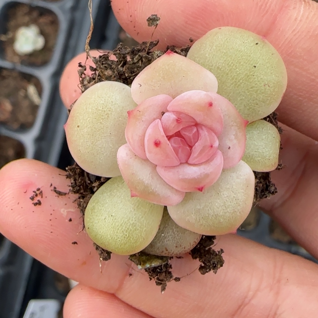 熊猫小花2号穴一个满25包邮