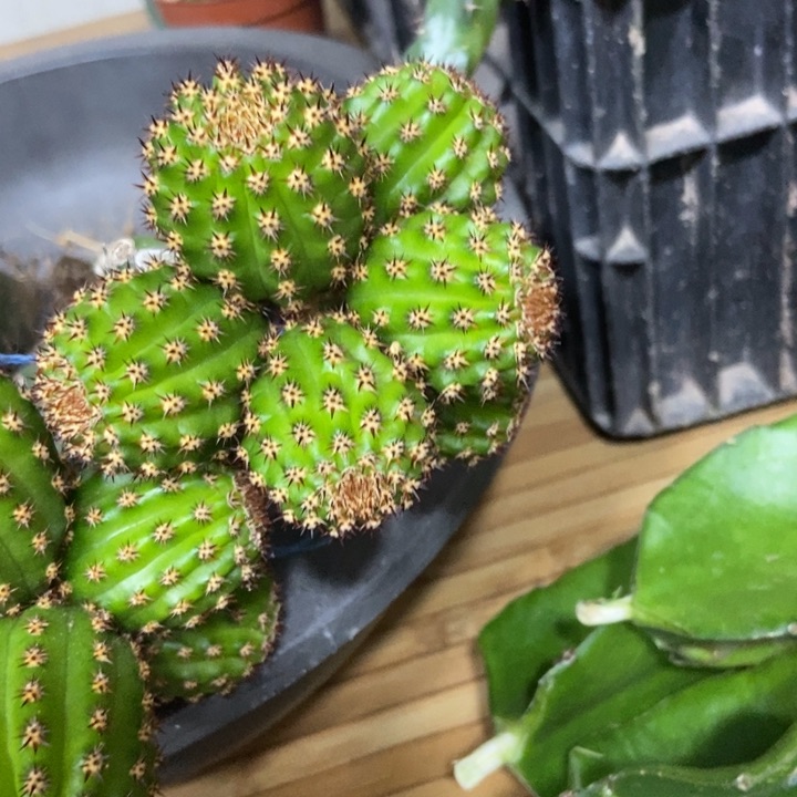 仙人球金四母本七头一物一拍