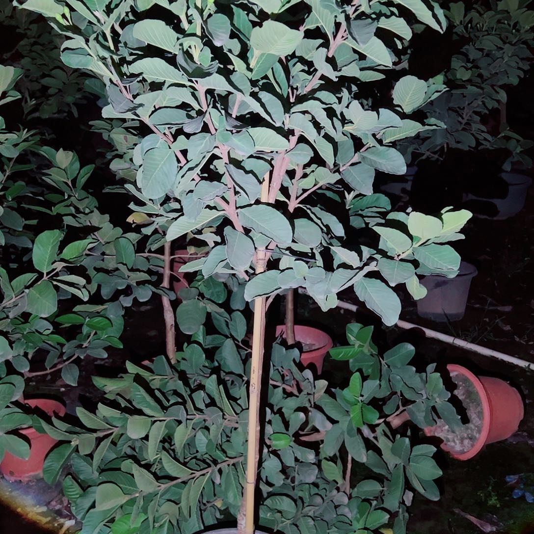 t***a完全开放111111111111111