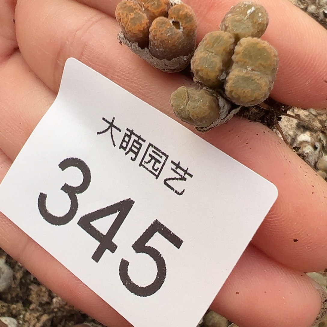 四***圆一物一拍MG1456.7冰渣火柴勋章345