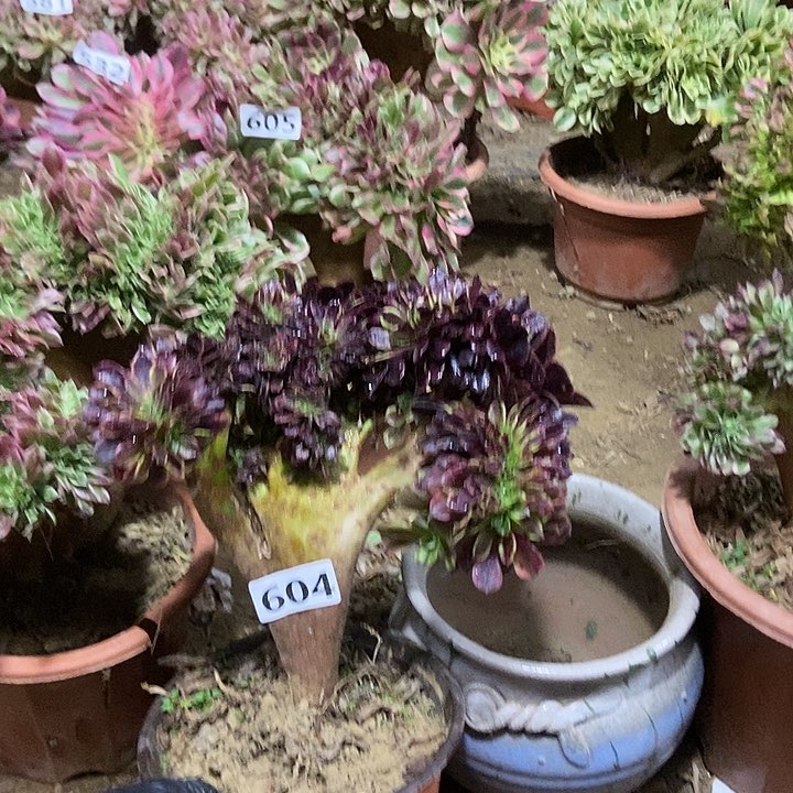 604欧佳丽缀化微瑕疵