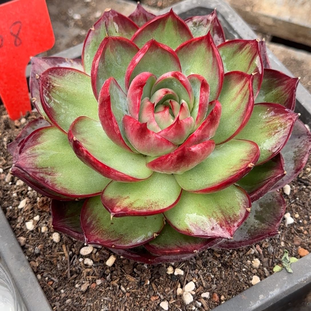 惊鸿一物一拍包装收缩花旱208