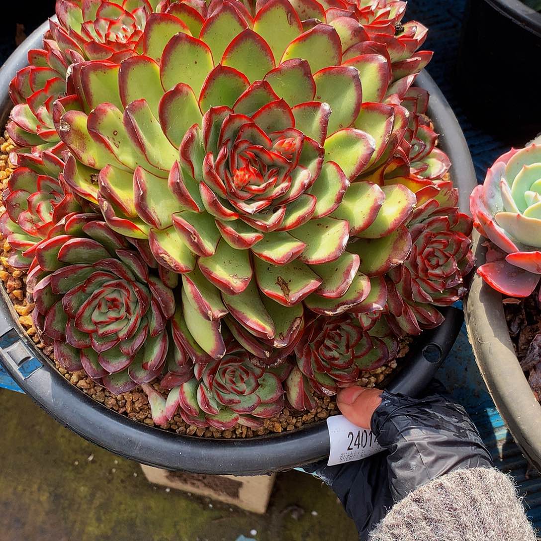 小***风肉酱玫瑰24 14吨肉多肉