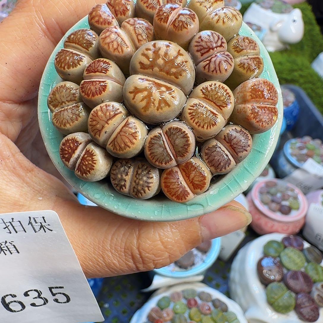 金***菊多肉植物开播福利冲635