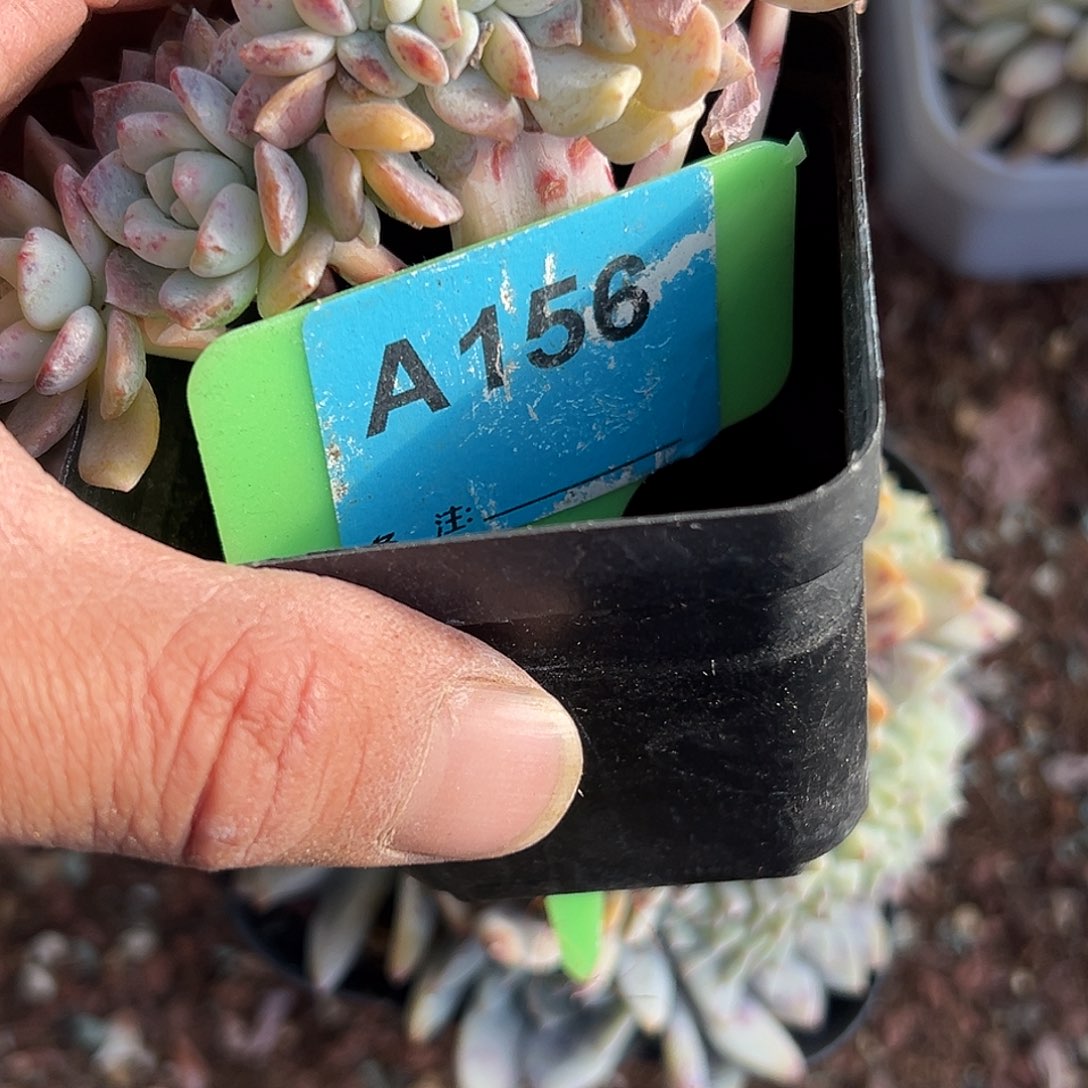 *****多肉植物一物一拍