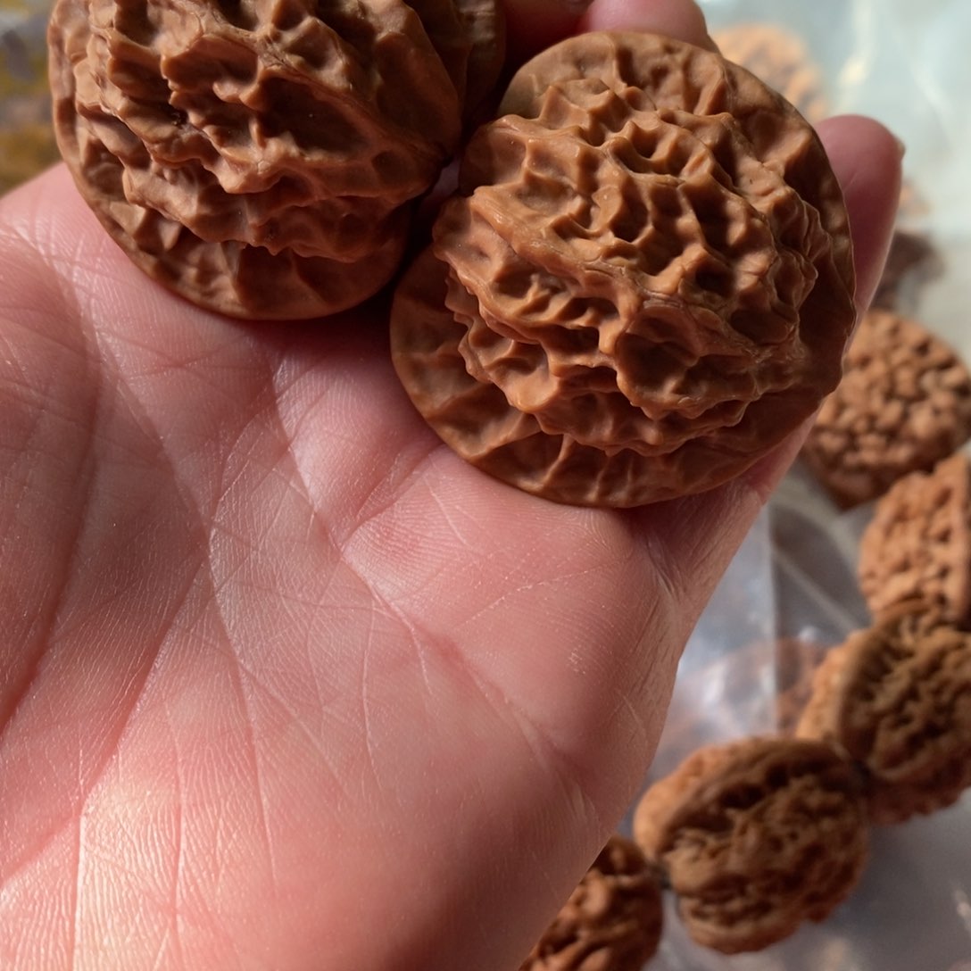 秦岭野生核桃金公子