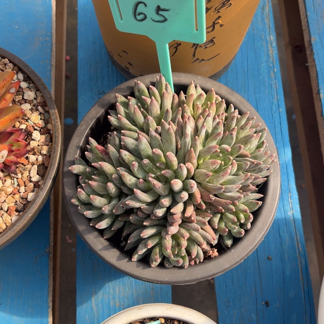 小雨多肉群生炫彩星