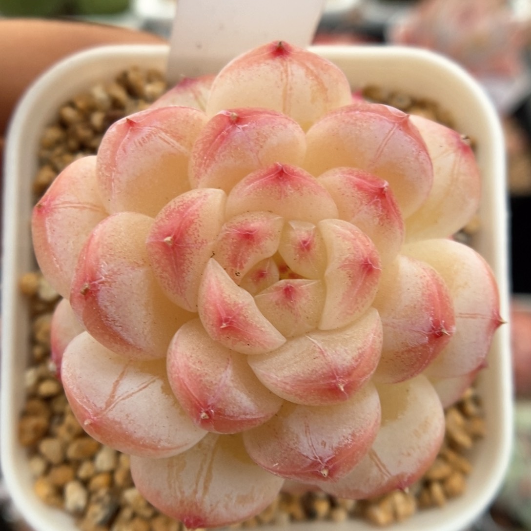 美心优选可拍947号。