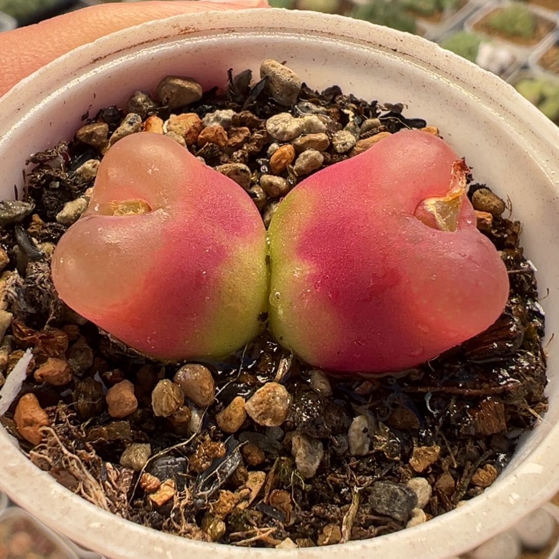 034多肉植物种类多样