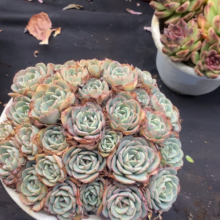 夏悦多肉 0119-72奶油黄桃