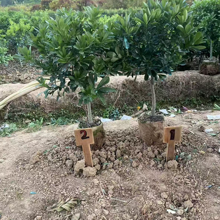 绿植直播间一物一拍