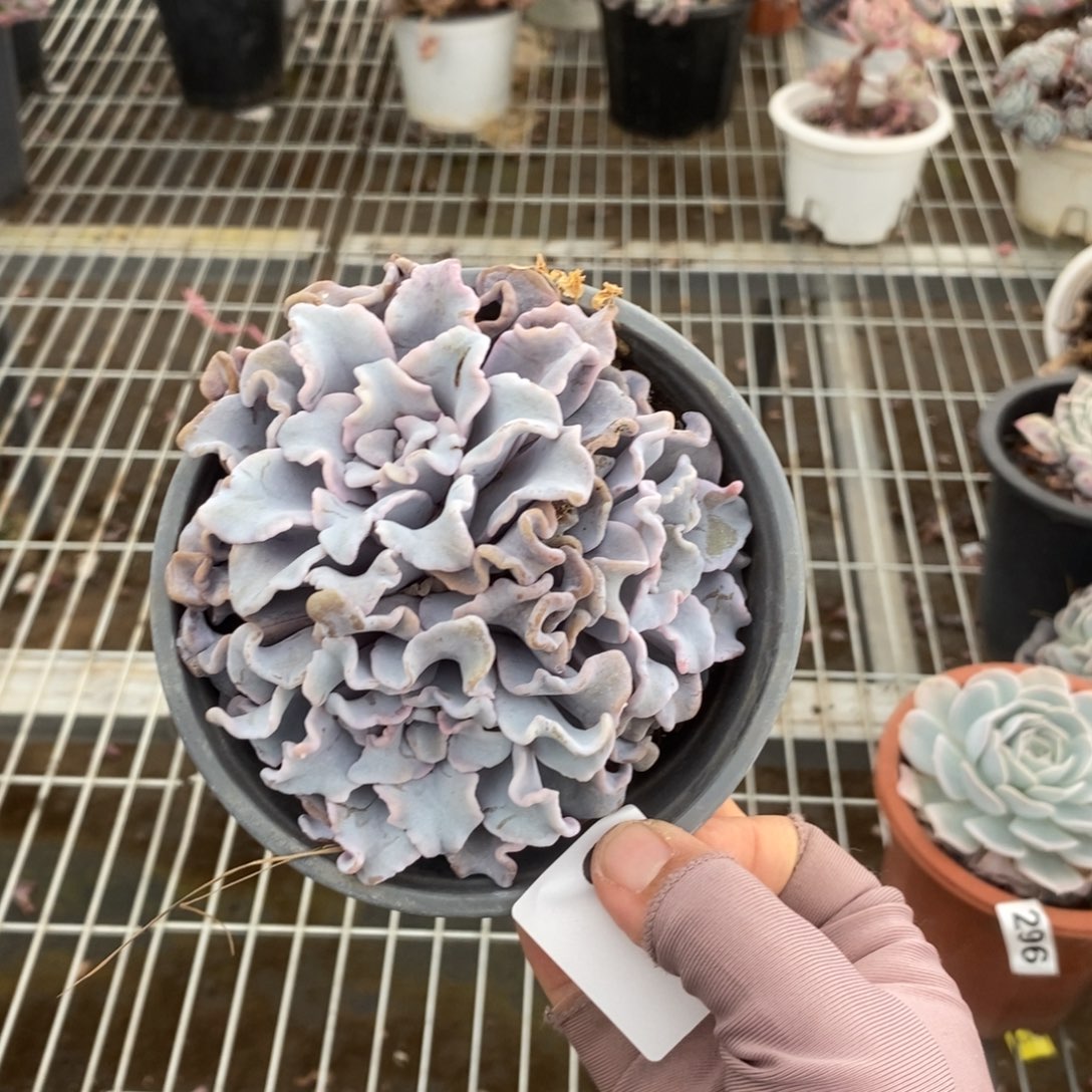 6311芭蕾舞者一物一拍