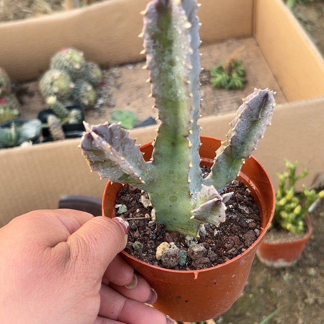 多肉植物孤独女王