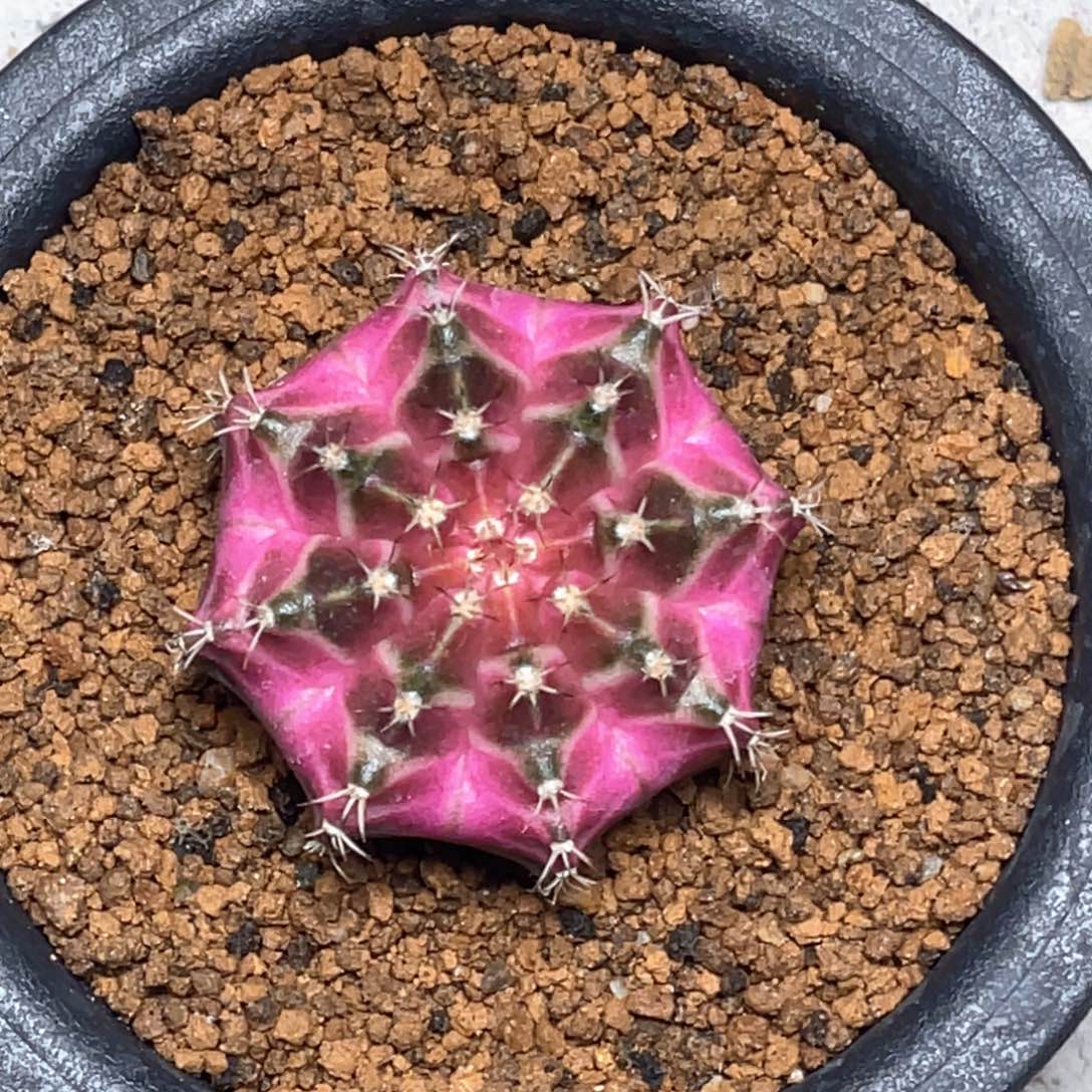 耿***当前无花朵，栽培后可花朵紫粉皇氏轮回