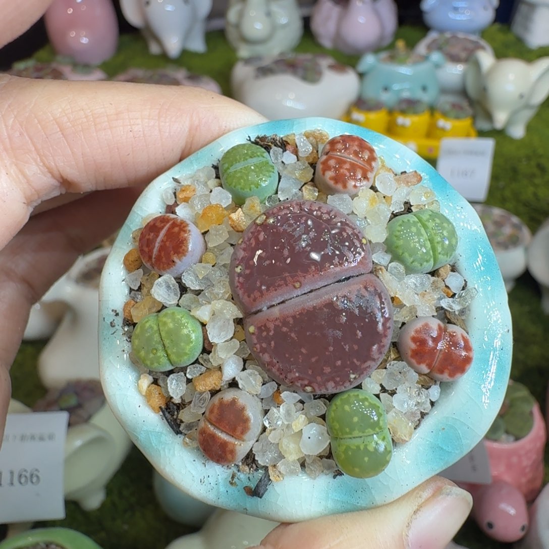 蜜***茶多肉植物福利冲冲1210