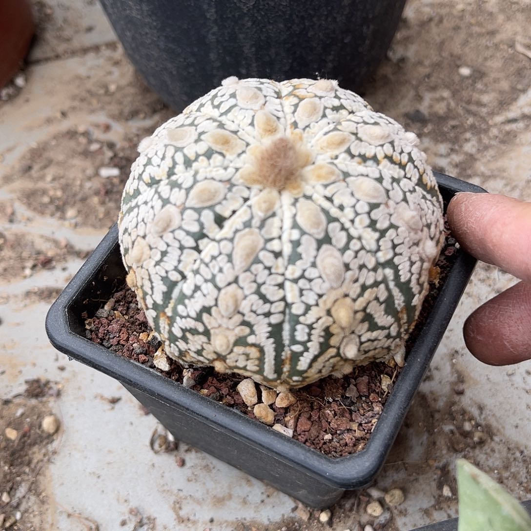 星兜一物一拍下单包邮