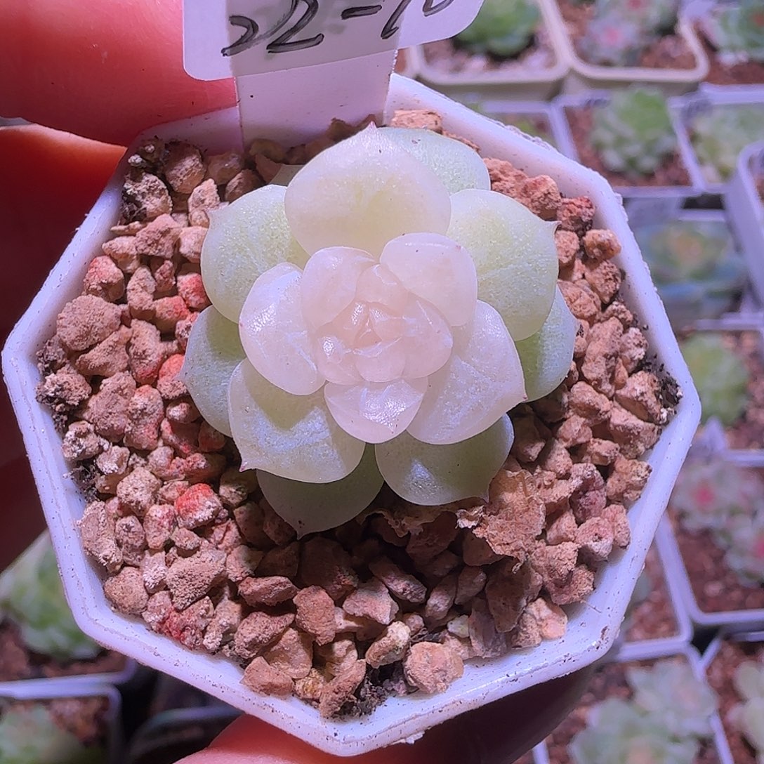 A***922-70福利无烬月单头