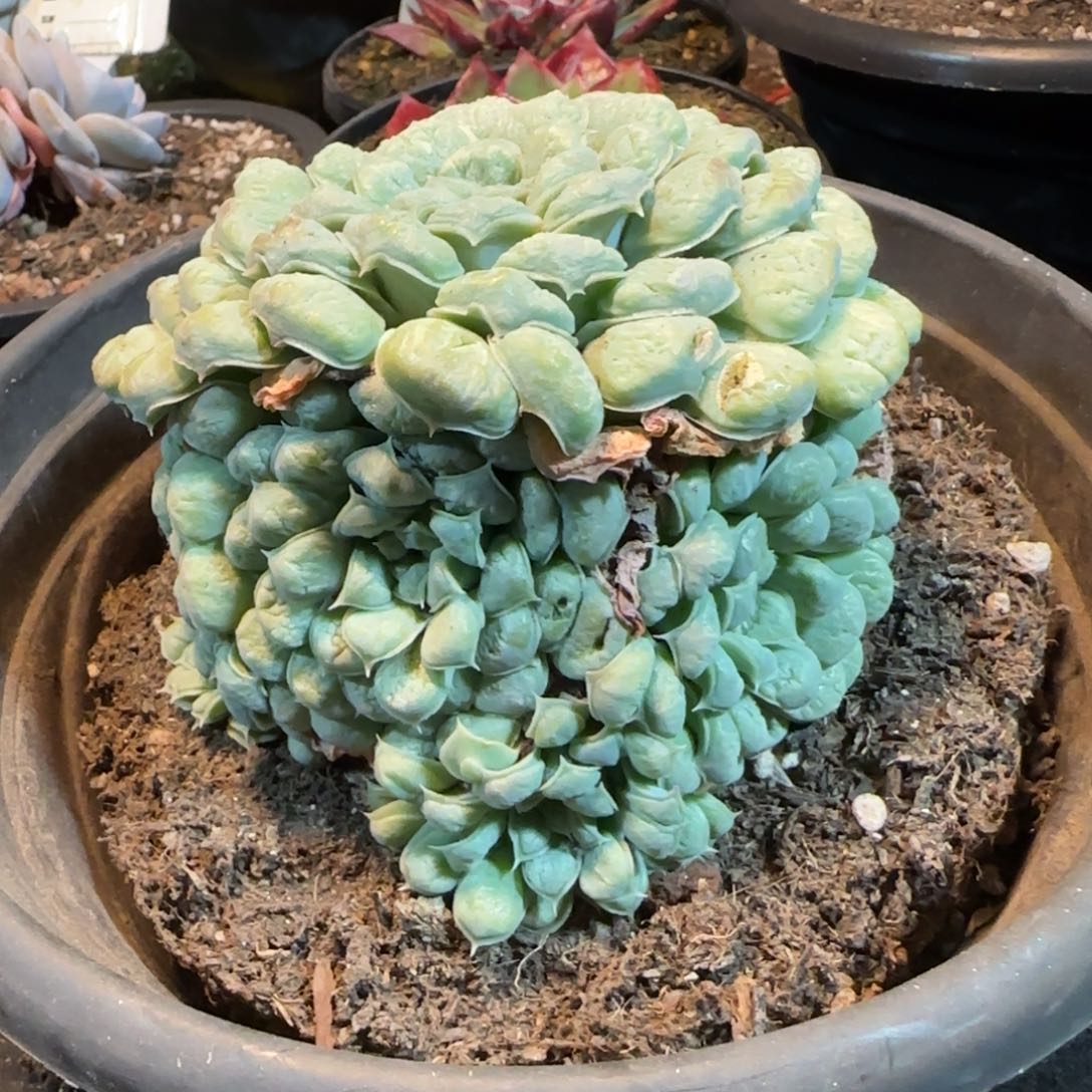 瘤系一物一拍包装收缩花旱