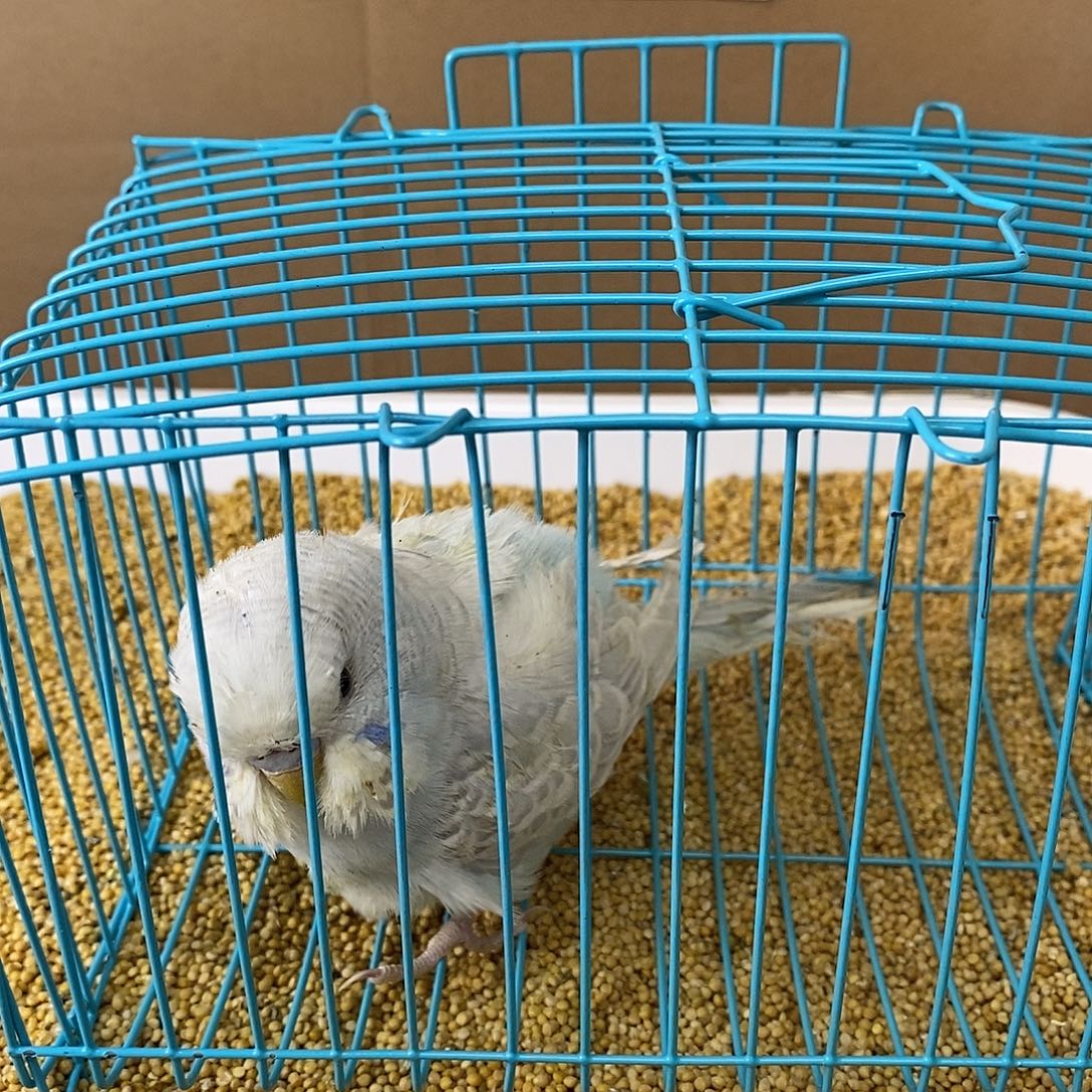 虎皮鹦鹉大头虎皮