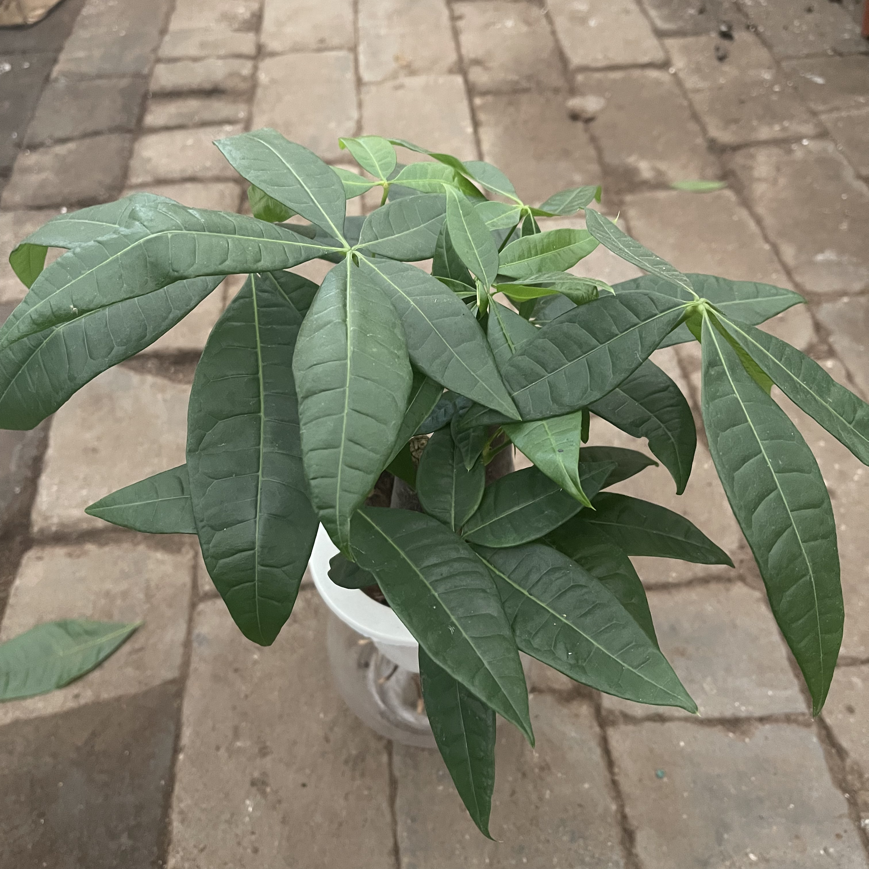 水培三杆发财树盆栽室内绿植办公室客厅小盆景好养  延