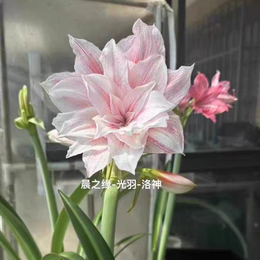 朱顶红-光羽洛神，花容月貌，洛神，曼妙夫人，月影等。