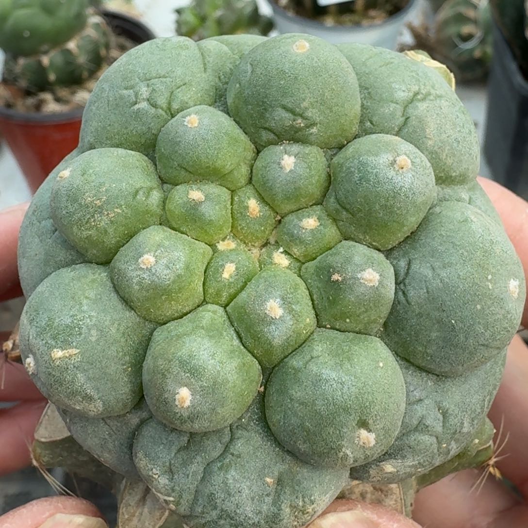 【闪购商品】大尤鲜69