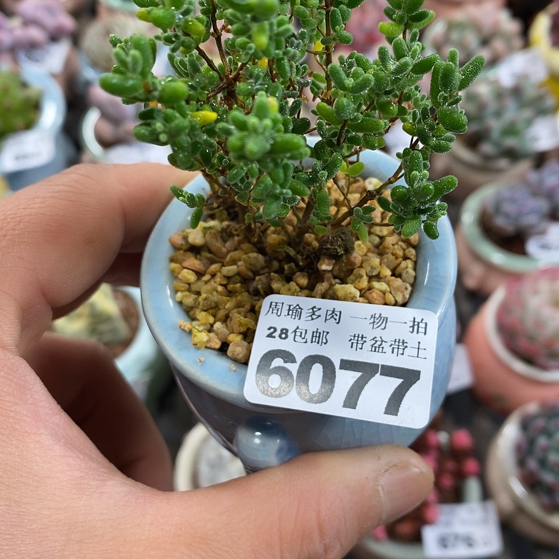 精控多肉植物6077