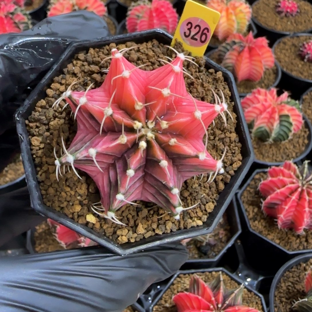 326号泰系实生肋骨锦