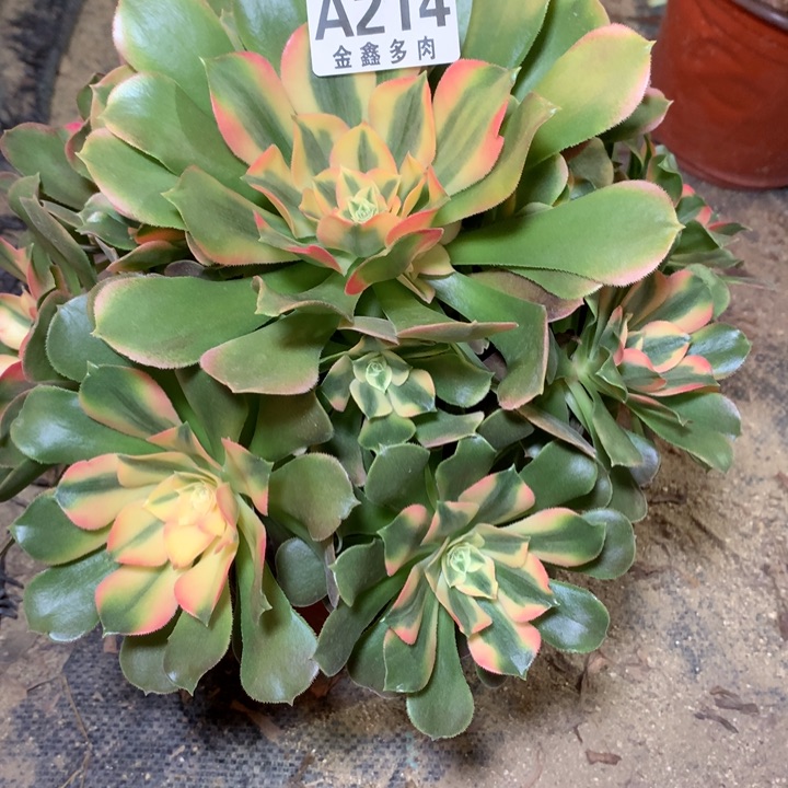 214多肉植物一物一拍