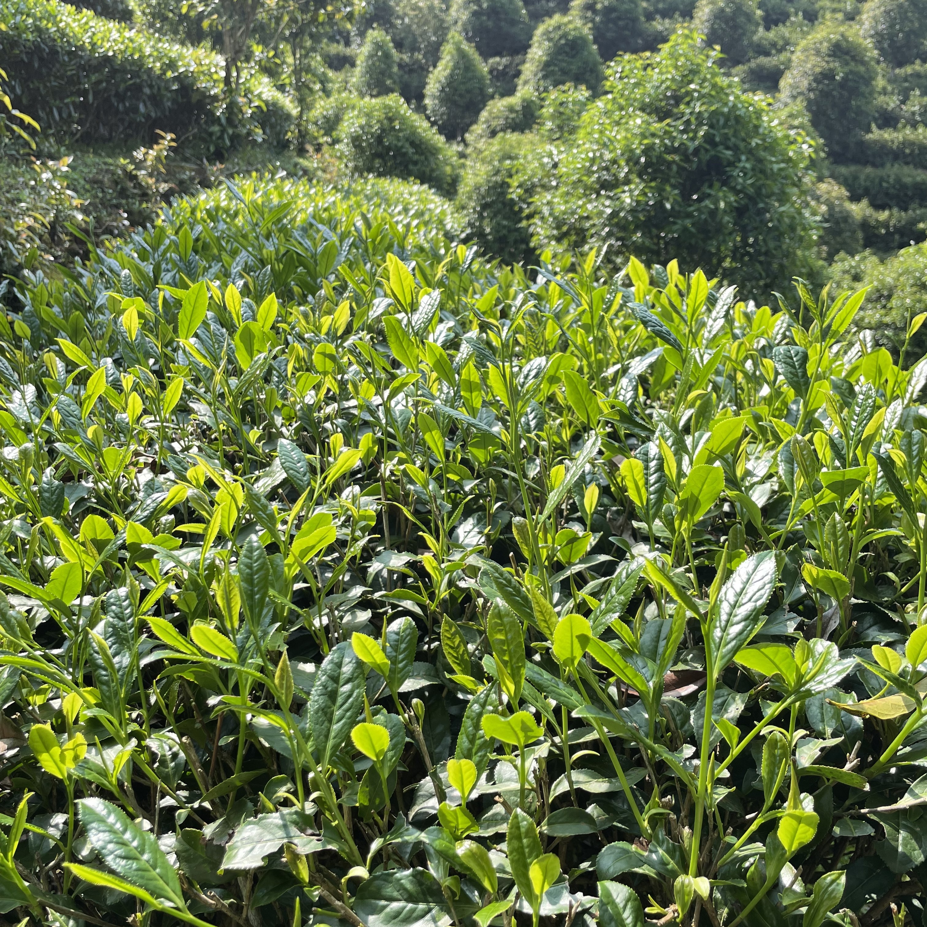 【古叶天祥】50g/牛皮纸罐 武夷岩茶乌龙茶