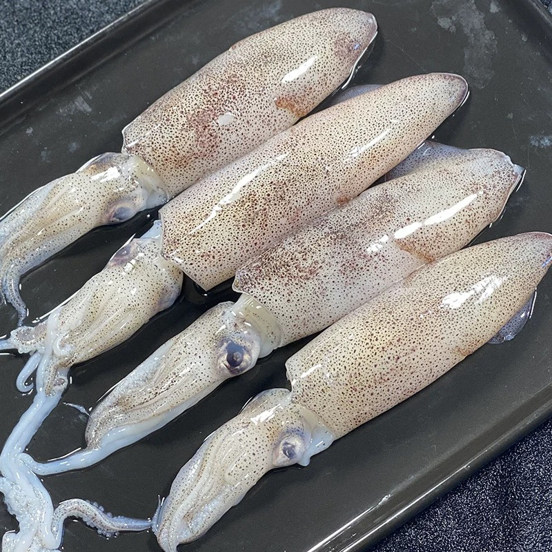 野生笔管鱼4斤  海兔子  籽乌  鱿鱼