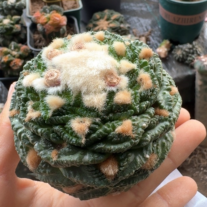 791大尤龟甲牡丹仙人球