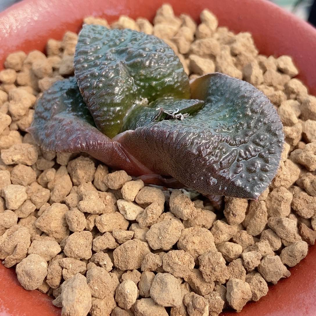 炒短叶卧牛转大颗粒带盆发货