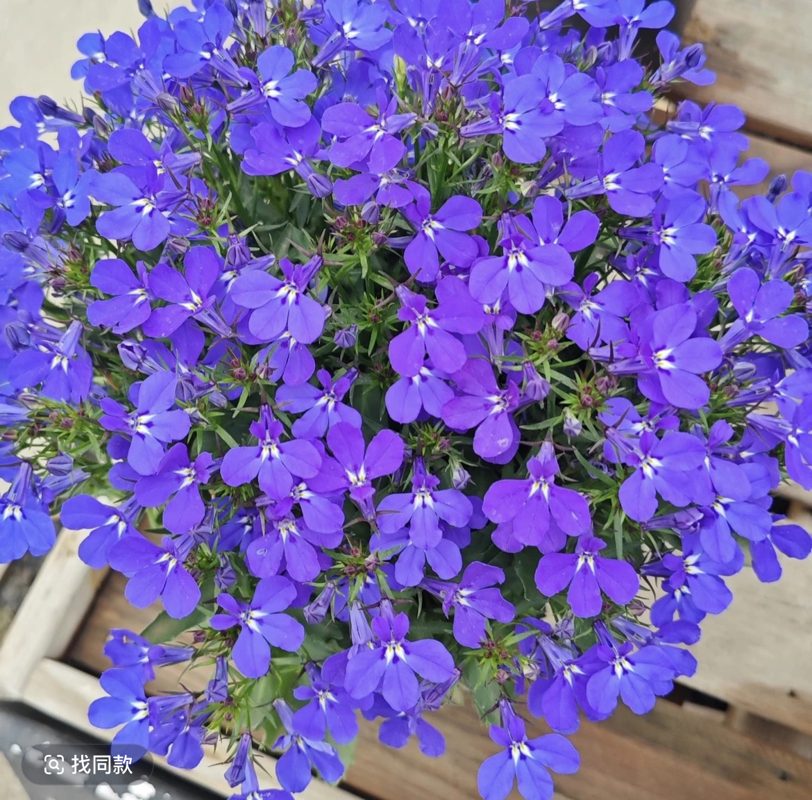 半边莲花盆栽花卉庭院阳台装饰四季开花
