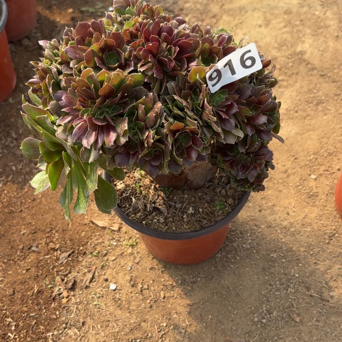 916玫瑰缀多肉不包损
