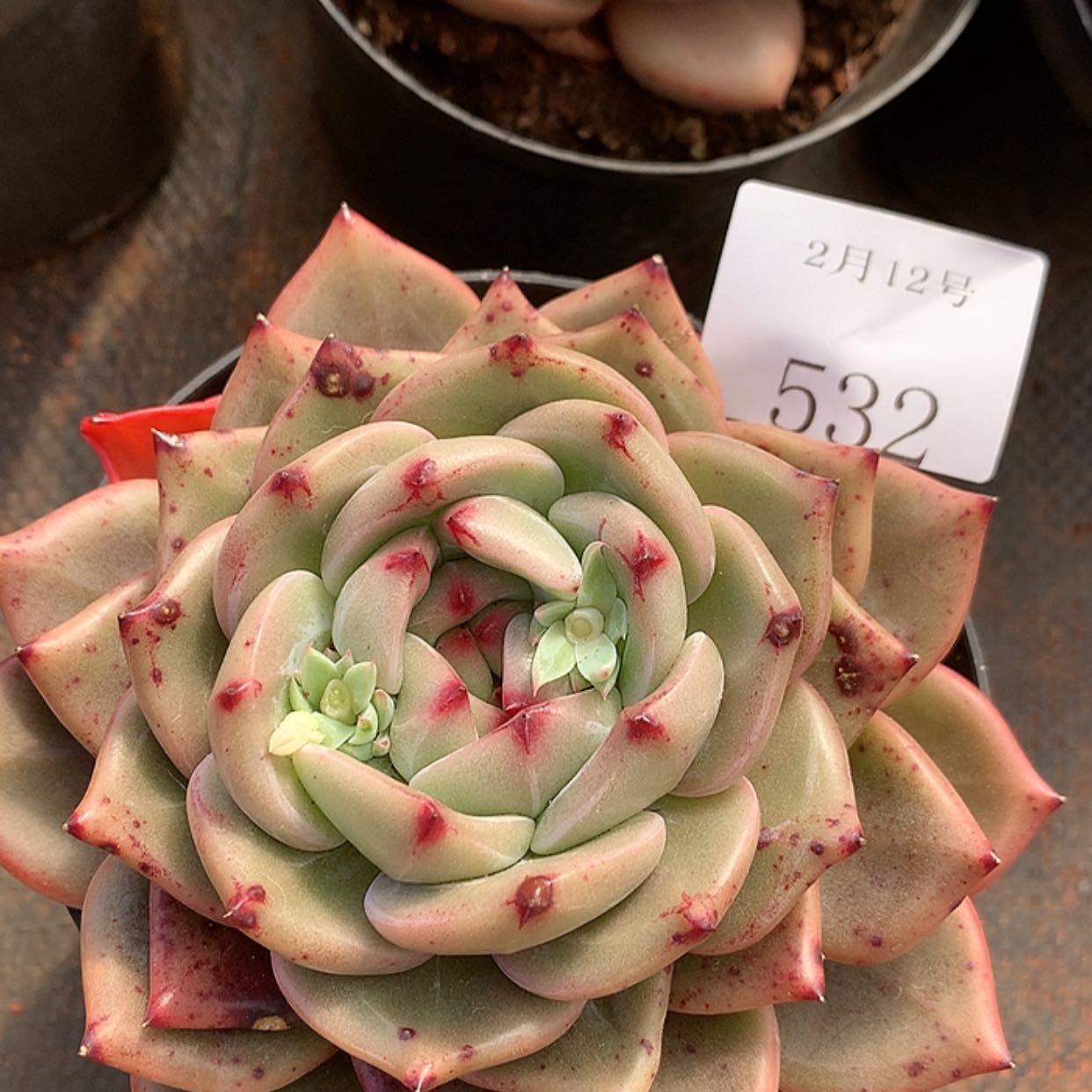 【闪购商品】云532号