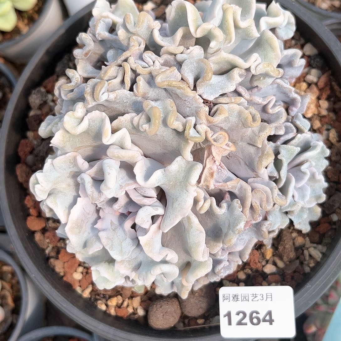 阿雅园艺。    1264