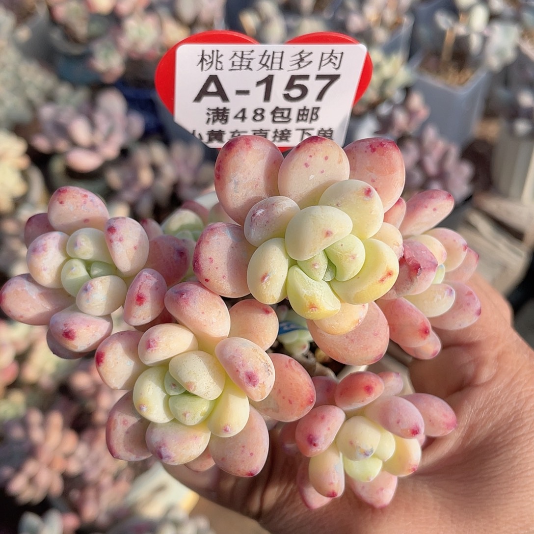 罗琦 带盆发货 6口盆