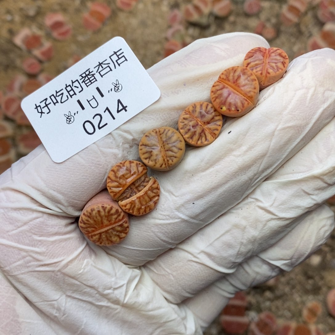 0214。零下拍保温。