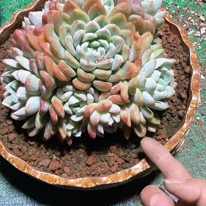 凨**夙冰玉多肉植物10-13