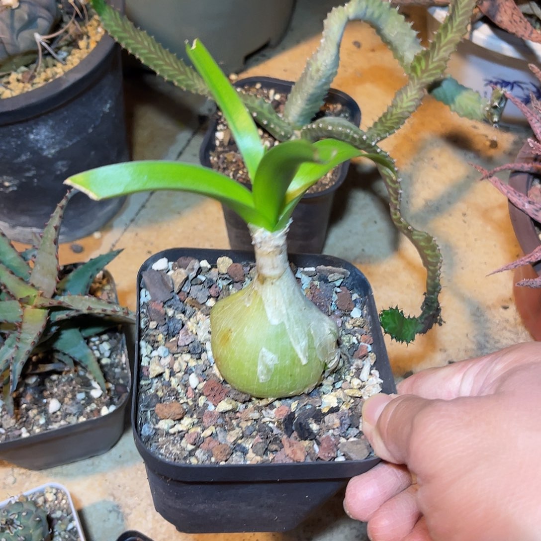 虎眼万年青一物一拍