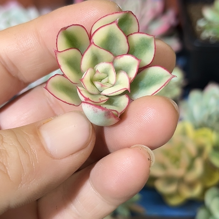 507红花女王锦炸多肉无根