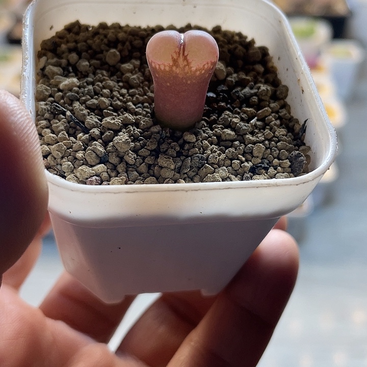 佳人园艺多肉生石花c10风铃625