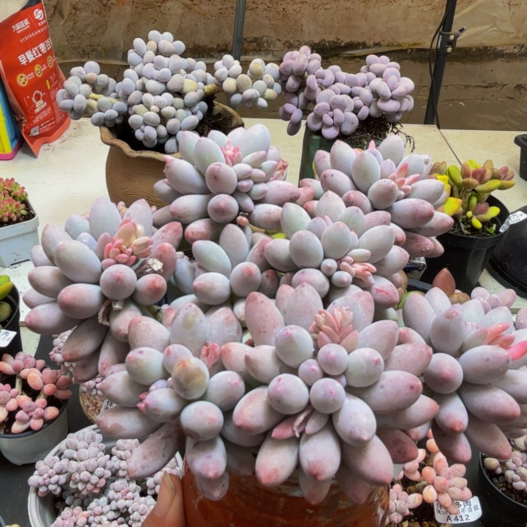 457/12cm手指奶多肉植物