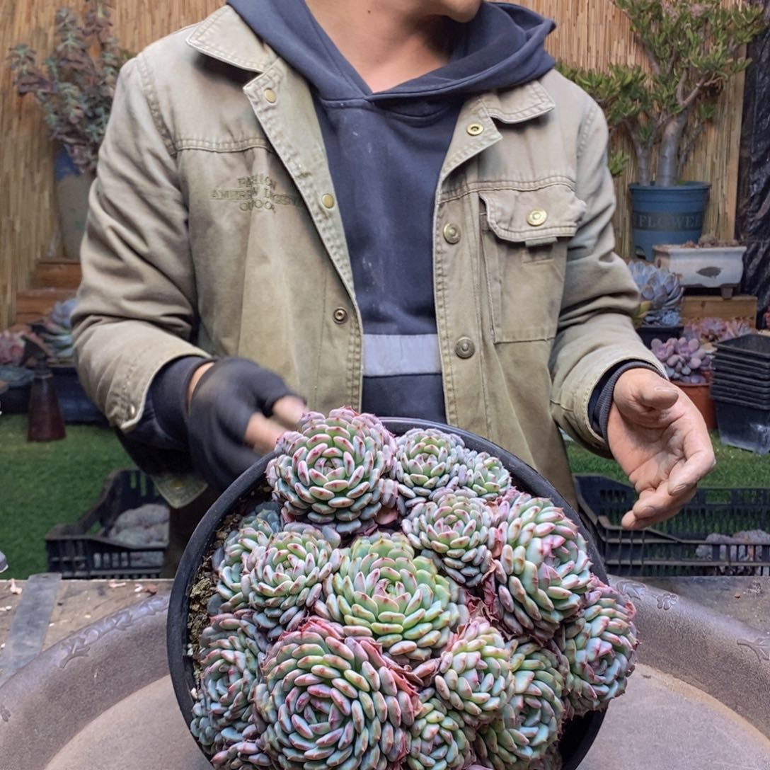 小*儿A197 号白胖子多肉