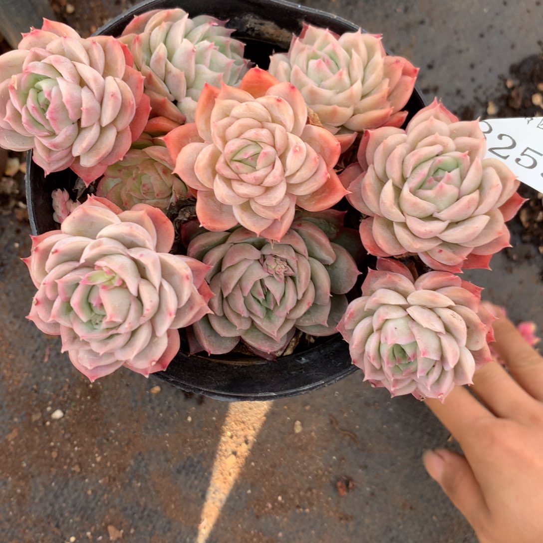 8259杂交多肉老桩