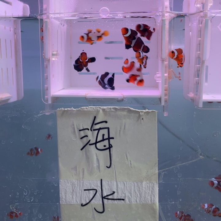 海水鱼混搭7条2-3