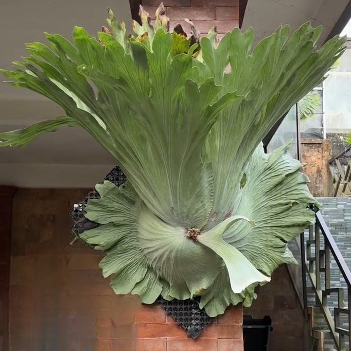 板植女王鹿角蕨，ins网红森系壁挂装饰，耐阴好养室内观叶植物