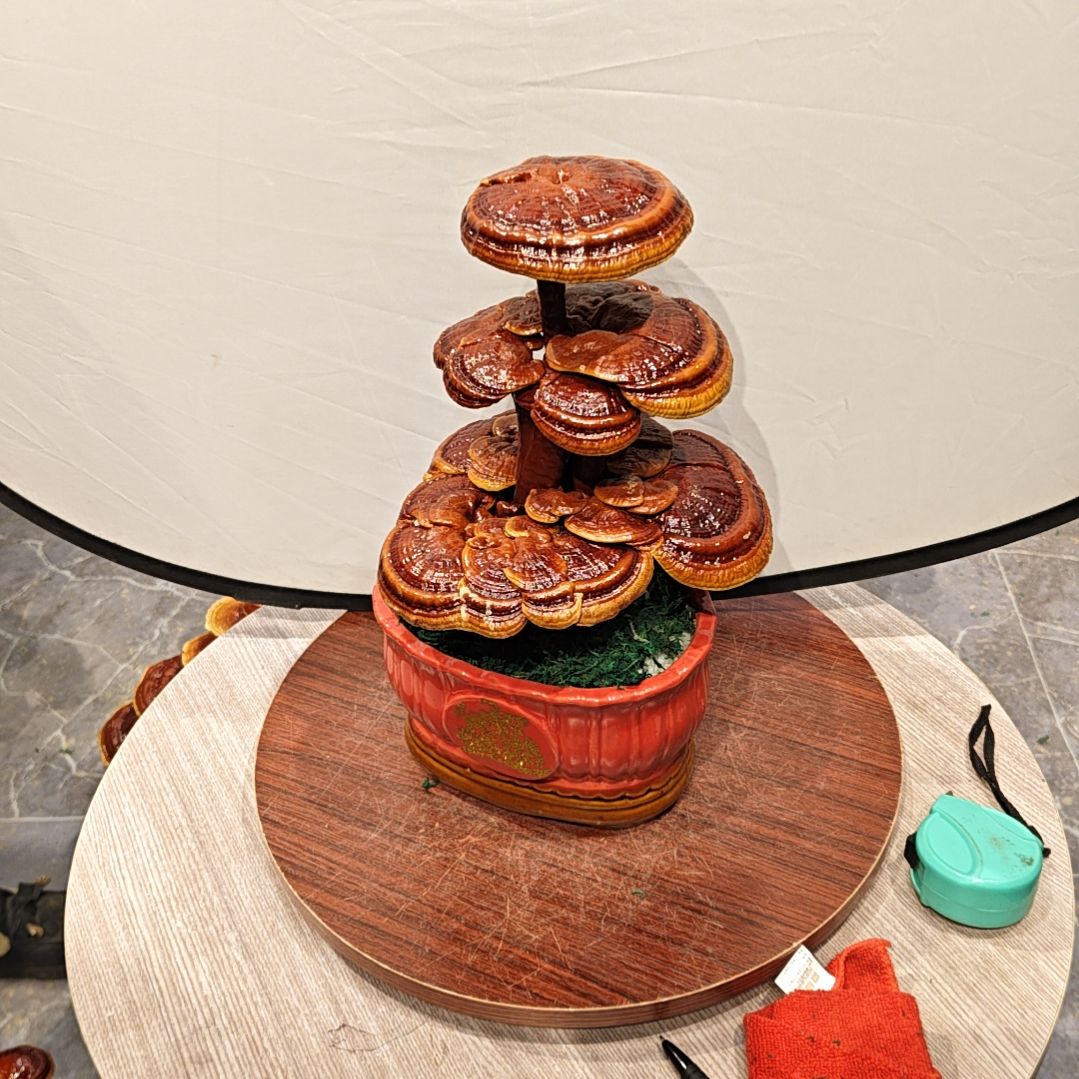 灵芝盆景高端大气上档次